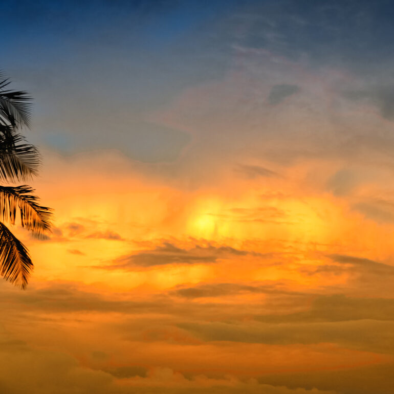 Beautiful Sunset with palm tree