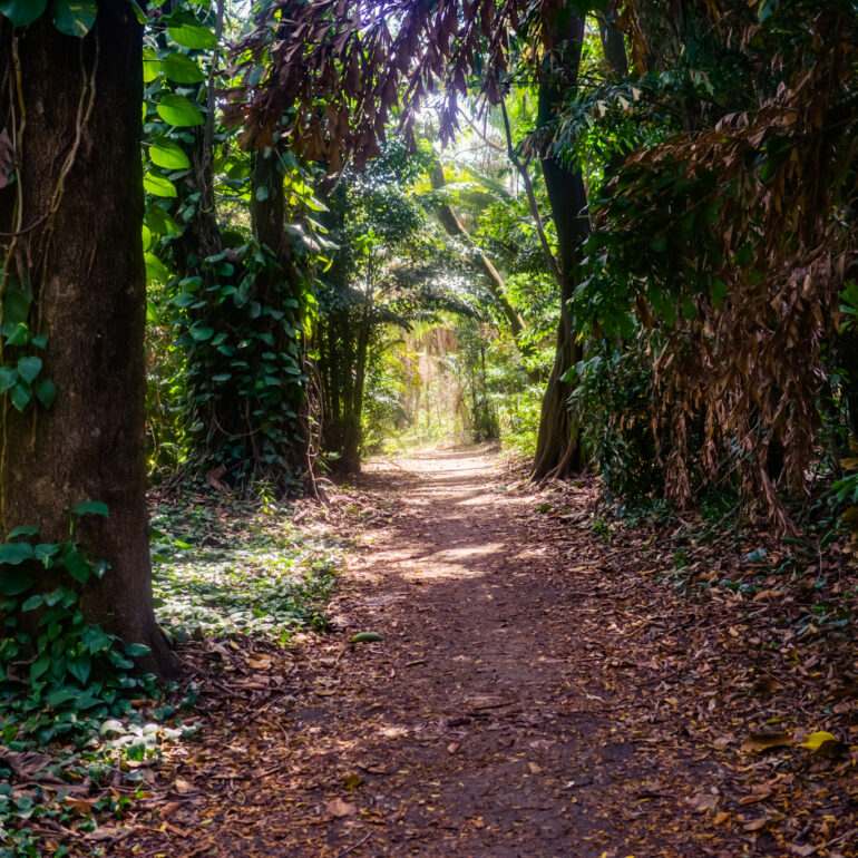 Visit Manaus - Beautiful Rain Forest in Brazil